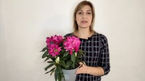 Рододендрон. Уход в домашних условиях. Выращивание в горшке