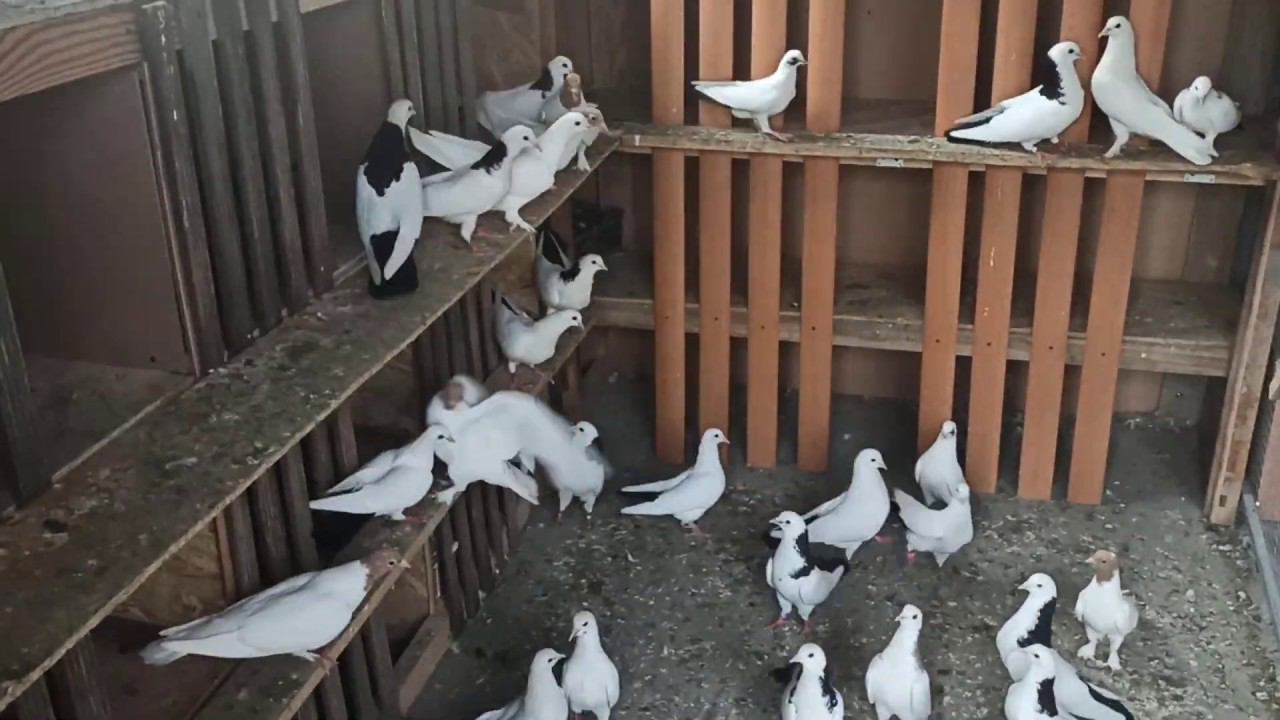 Голуби в Темиргоевской 2