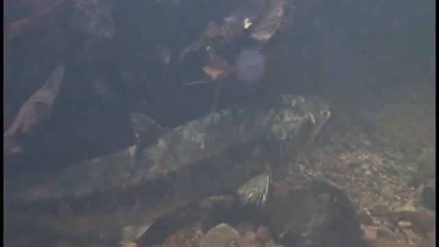 Oncorhynchus keta смотреть онлайн