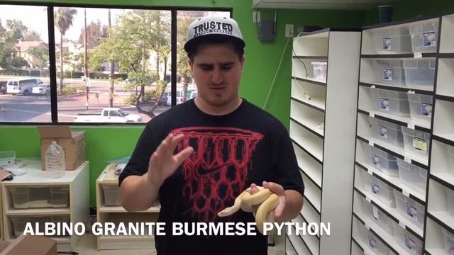 Middle Earth Reptiles Episode 8 - Different Types Of Pythons смотреть онлайн