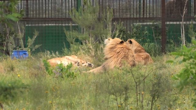 Красавчик Филя в окружении дам! Приветики! Тайган. Handsome surrounded by ladies! Hi, there! Taigan смотреть онлайн