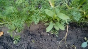 Повилика! Растение паразит. Что это? Как бороться и победить.