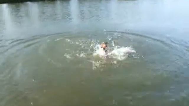 Doberman swimming II смотреть онлайн