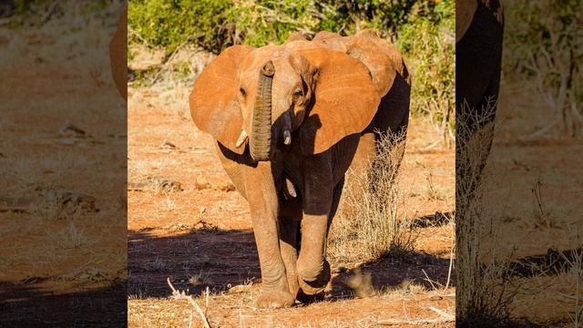 The Great Tsavo Parks of Kenya смотреть онлайн
