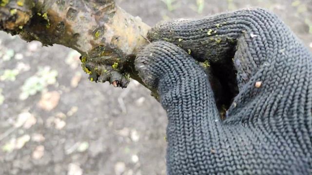 Рятуємо яблуню від лишайника смотреть онлайн