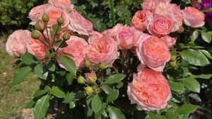 ? Чайно-гибридные розы, имеющие цветение, как у флорибунды.