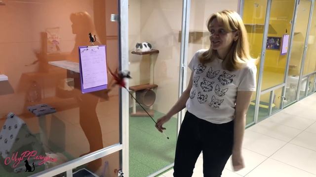 Гостиница для кошек Муррляндия смотреть онлайн