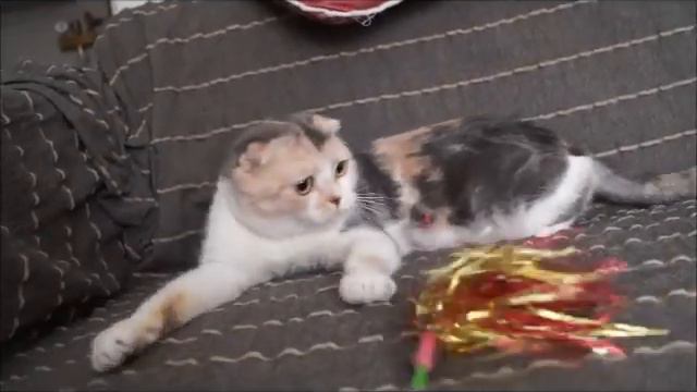 Кнопочка смотреть онлайн