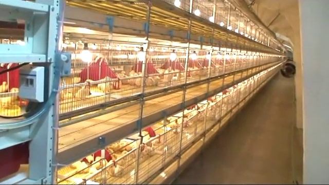 Технология выращивания бройлеров 2/2 смотреть онлайн