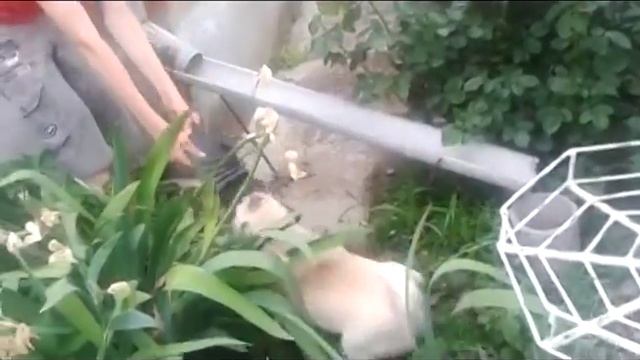 Спёр тапок у друга! смотреть онлайн