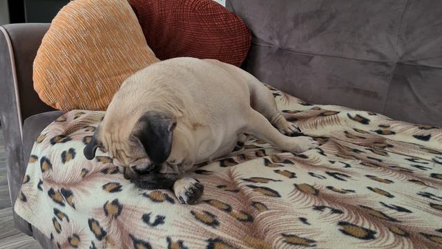 Pug / Mopsas /Мопс смотреть онлайн