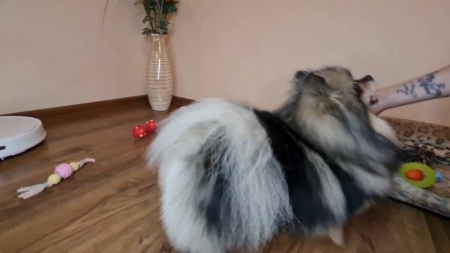 Стрижка Шпица весной, зачем? смотреть онлайн