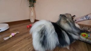 Стрижка Шпица весной, зачем?