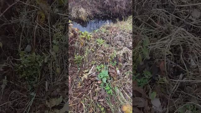 Я НА ДАЧЕ! ВЫГУЛ НЕМЕЦКОЙ ОВЧАРКИ! смотреть онлайн