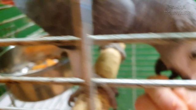как я содержу попугаев | кормление крупных птиц смотреть онлайн