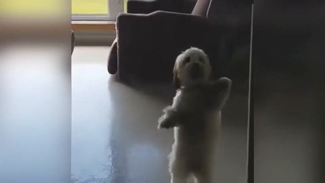 Танцующие собаки/ Dancing dogs / #dancingdogs смотреть онлайн