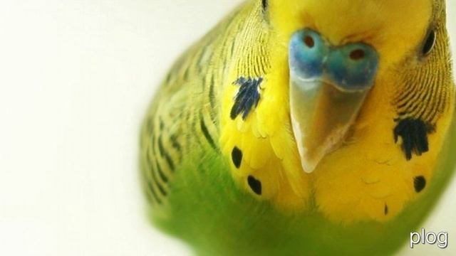 объекты природы