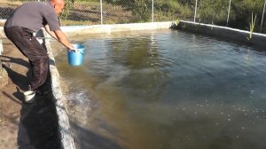 ??? Вносим известь в пруд Чтобы вода не цвела Известкование пруда Как очистить воду #ПавелВоеводски