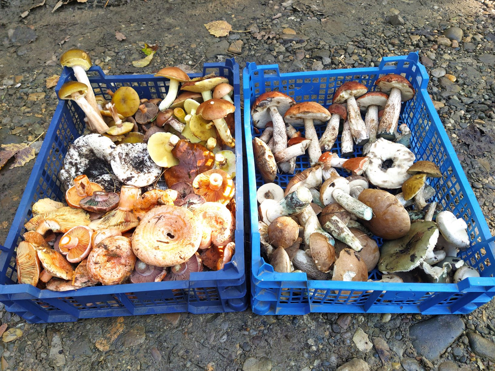 РЫЖИКИ, МАСЛЯТА, ПОДОСИНОВИКИ, ГРУЗДИ, МУХОМОРЫ - в хозяйстве всё сгодится! 19 октября 2022 года. смотреть онлайн