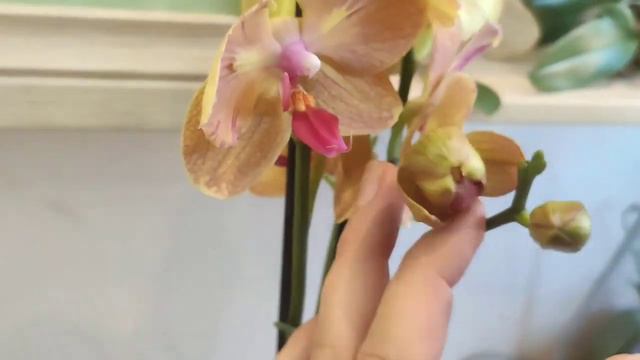 Юхуу!!🎉 О да! Орхидея 🦋, добро пожаловать домой 🔥. Шикарная бабочка пополнила мою коллекцию 🙈.Кате смотреть онлайн