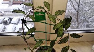 Хойя Крассиопетиолата