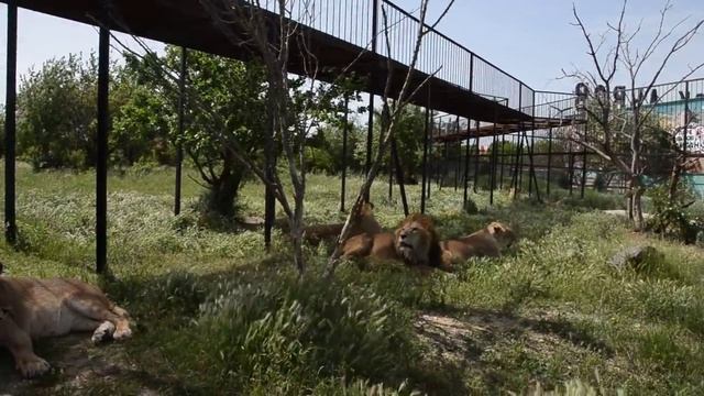 Белый лев ДЕЙЛ облизывается , но терпит туристов ! смотреть онлайн
