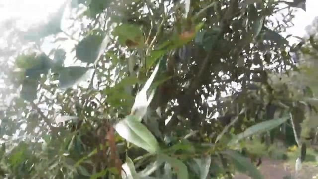 Тыква, которая выросла на дереве у нас на даче.Такого вы еще не видели!!!! смотреть онлайн