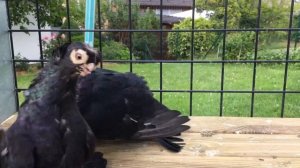 Узбекские декоративные голуби Андрея Левена. Гуммерсбах, Германия.  Usbekische Tauben. Deutschland