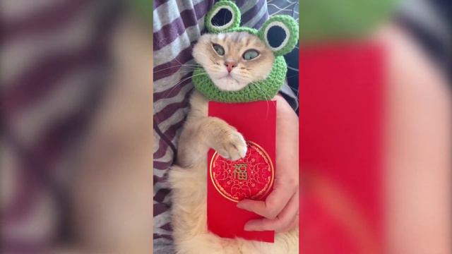 Когда котенок впервые получил красный конверт с деньгами.... смотреть онлайн