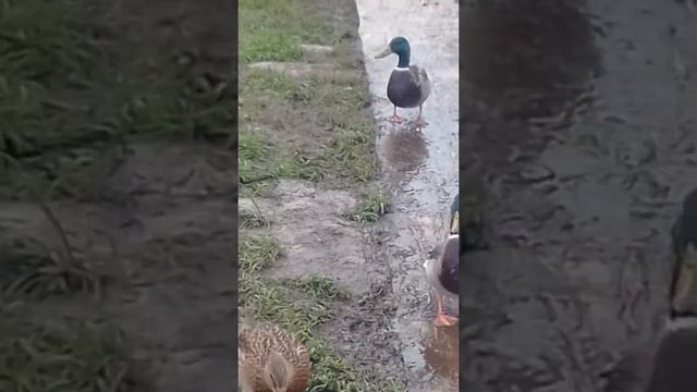 Утки наглые смотреть онлайн