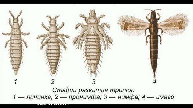 ПОЧЕМУ СОХНЕТ И ТРЕСКАЕТСЯ КЛУБНИКА . смотреть онлайн
