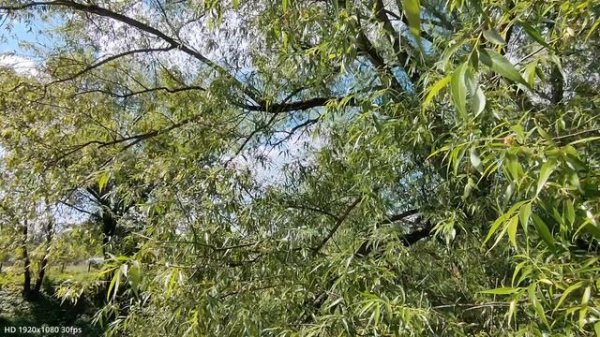 POCO F4 - Video Camera Test (FullHD 1920x1080 | 30fps)