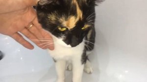 Мурэ сходила в туалет в ванную Кошка ходит не в лоток Разговариваем с кошкой