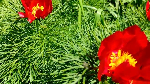 Почему нельзя сажать березу возле дома? смотреть онлайн