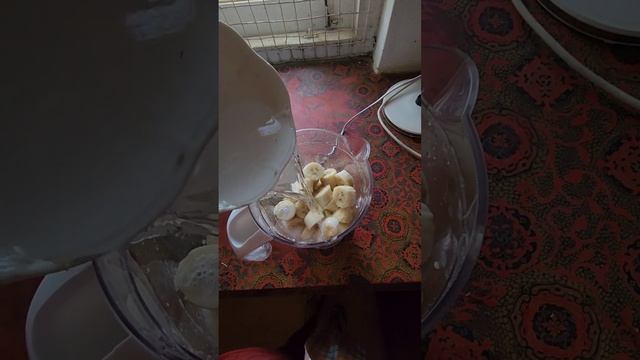 #126 Авокадо с мусорки, Мангусты и Живительный Смузи! смотреть онлайн