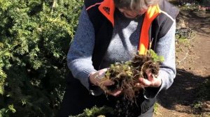 Как самим поделить хохлатки | приобретаем новые сорта, а старые размножаем сами