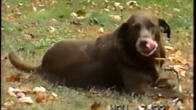 Werf Drive misc смотреть онлайн