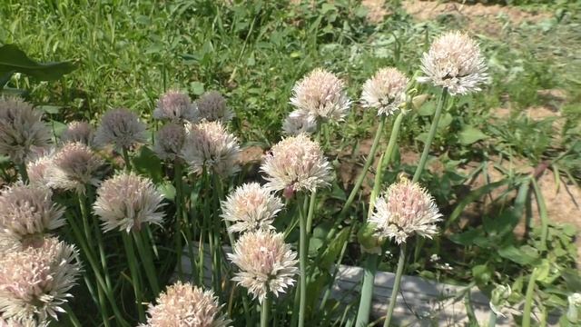 Шмели - опыление, 12.06.2015г. смотреть онлайн