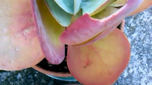Rosa Del Deserto (Kalanchoe Thyrsiflora)