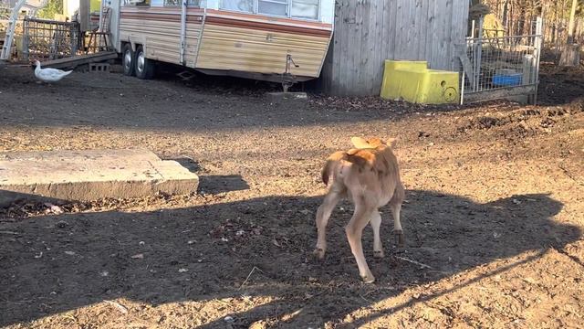 Джерсейка Зоя опять на улице гуляет! Начала переводить Зою на заменитель молока . смотреть онлайн