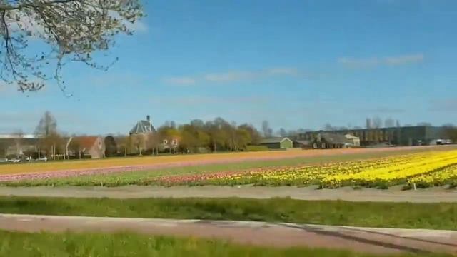Поля тюльпанов и нарциссов.Красота вокруг. #MAnechka_nl смотреть онлайн