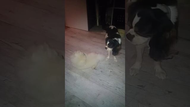 Little dog game смотреть онлайн