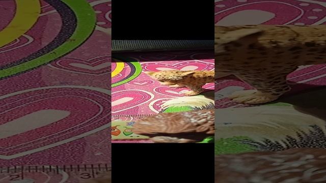 приколы 1 смотреть онлайн