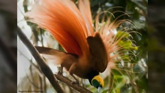 Яркие и очень красивые птицы смотреть онлайн