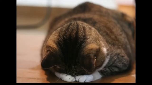 ЖЕСТЬ В ПЕРИСКОПЕ.ЗАМИНИРОВАННАЯ ДЕВУШКА!! смотреть онлайн