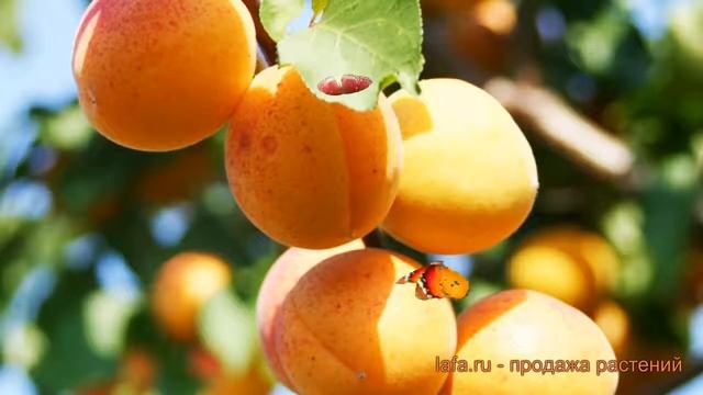 Абрикос обыкновенный Ульяхинский (ulyakhinskiy) ? обзор: как сажать, саженцы абрикоса Ульяхинский смотреть онлайн
