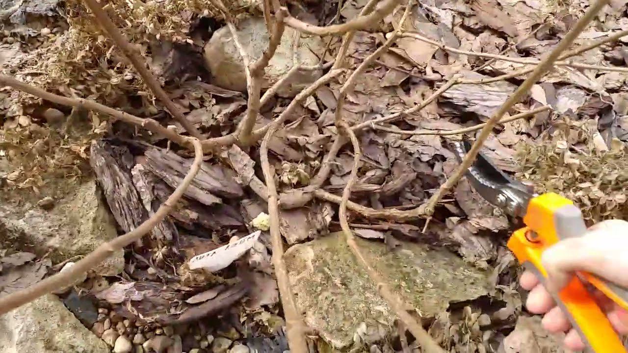 Счёт на часы. Обрезка гортензий 29.03.24 Бонфайр, Мохито, Литтл Лайм, Полистар и др. смотреть онлайн