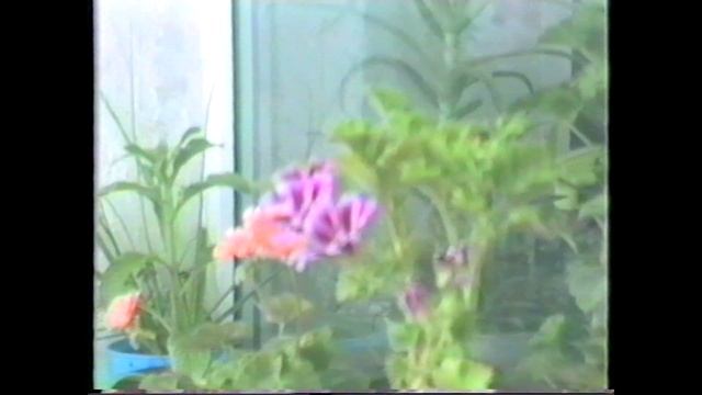 Panasonic WVP-A1E (Newvicon). Запись на Sharp VC-220N (VHS-C) смотреть онлайн