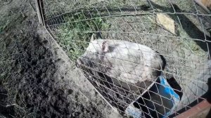 Свинка упала на ноги.