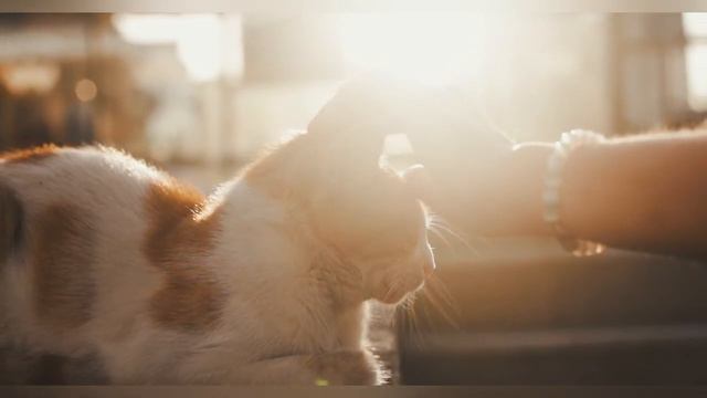 Мурчание кошки Animal sounds Cats Dogs Meow Звуки животных Кошки смотреть онлайн